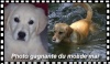 Le golden Elliot de Cindy et le labrador Vince de Lolovivivava