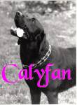 Calyfan