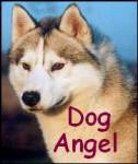 Dog Angel