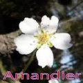 amandier