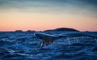 Humpback