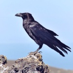 Bili le corbeau