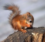 smallsquirrel