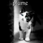 plume