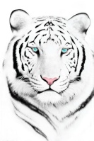 white_tiger
