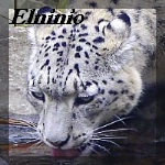 Elninio