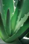 aloes44