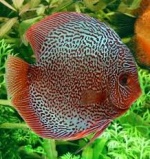 discus85