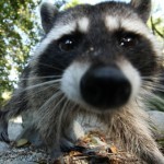 CuriousRaccoon