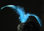 Plume bleue