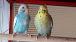 ChipieBirdy