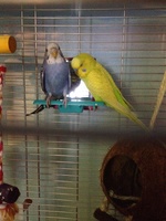 Momo-budgies