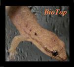 biotop