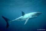Gauthier Sharks 31