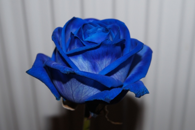 Blue Rose