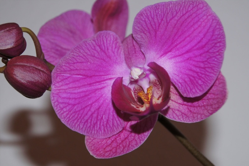 Orchidee ~