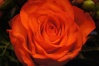 Ne Rose auf dem Blumenstrauß meiner Mutter ^^'