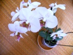 orchidea