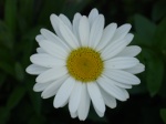 Daisy