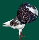 pigeonarab