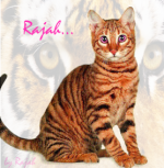 Rajah