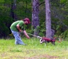 Chance, only 2nd time on a pull cart.....7 months old.