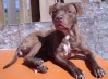 PEACH JUICE PITBULLS "DAISY MAYDAY"