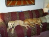 2 of my girls Pearl and Grace making themselves at home.