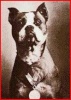 APBT History Pics Stubby10