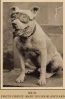 APBT History Pics Tranco10