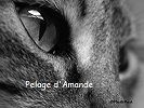 Pelage d'Amande