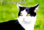 Toundra