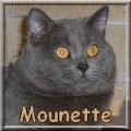 Mounette