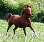 Sweet Horse <3