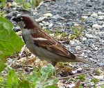 Collections : Plumes d'autres oiseaux 1-92