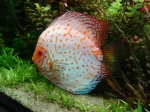 m discus