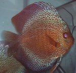 discus du sud