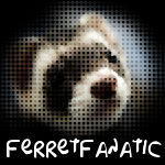 FerretFanatic