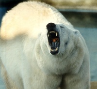 Urso Polar