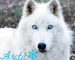 Arctic