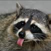 Raccoon