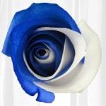 KentuckyBlueRose