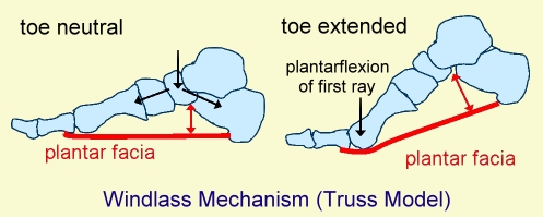 plantar fascia2