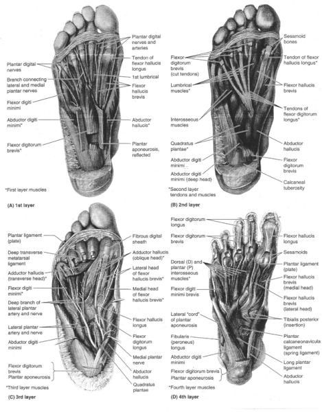 foot anatomy