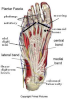 plantar fascia