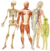 the human body