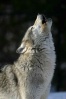 Wolfs Gray_w10