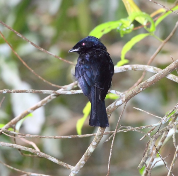 ashy drongo