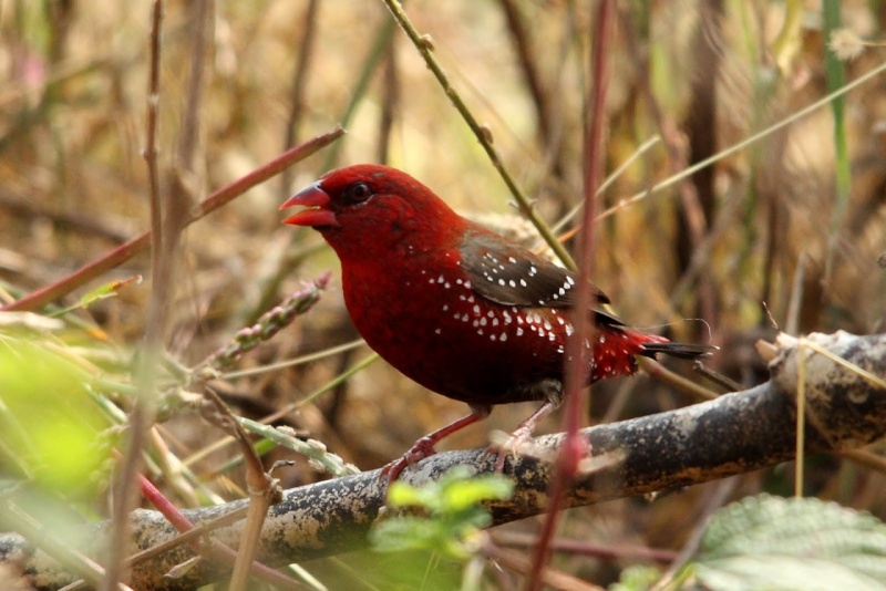 طائر الفراولة