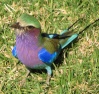 الاسم بالعربية :- الشقراق الاوروبي
الاسم بالانجليزية :- European Roller
الاسم باللاتينية :- Coracias garrulus
المملكة :- الحيوانات
الشعبة :- الحبليات
الفصيلة :- الطيور
الرتبة :- الشقراقيات
العائلة :- شقراقيات
الجنس:- C. garrulus
النوع :- الشقراق الاوروبي
الموطن
يتواجد في اسيا و اوروبا و شمال افريقيا .
الغذاء
يتغذى على الحشرات و القوارض و الزواحف الصغيرة و الضفادع .